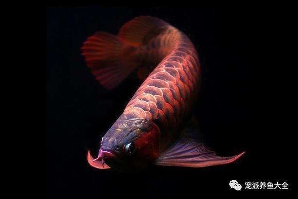 龍魚增色飼料有沒效果啊 龍魚百科 第5張