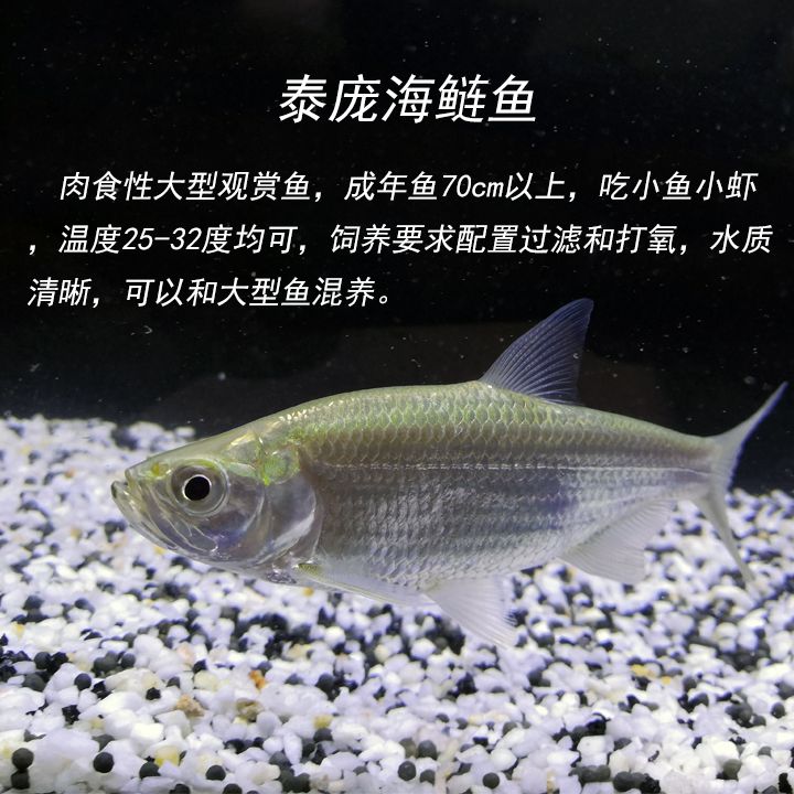 泰龐海鰱魚(yú)苗種規(guī)格選擇：泰龐海鰱的飼養(yǎng)管理 龍魚(yú)百科 第2張