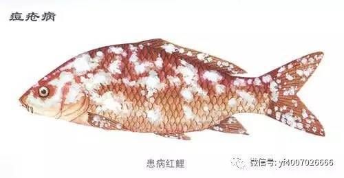 龍魚的區(qū)分：關于龍魚的常見問題 水族問答 第2張