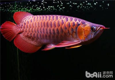 龍魚怎么養(yǎng)出狀態(tài)好：龍魚養(yǎng)護(hù)關(guān)鍵在于提供合適的水質(zhì)環(huán)境、合理的光照和營養(yǎng)供給 龍魚百科 第1張