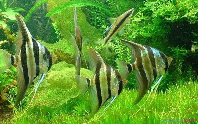 龍魚的生物學(xué)特性：龍魚在繁殖季節(jié)會進行求偶行為，-觀察龍魚的行為 水族問答