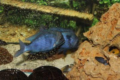 雷龍魚(yú)吃什么飼料可以壓低范文：如何自制雷龍魚(yú)飼料，雷龍魚(yú)飼料保存方法 龍魚(yú)百科 第2張