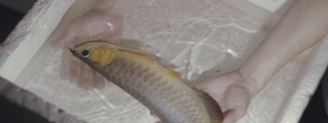 龍魚的詩句：龍魚是如何從水生生物變成傳說中的神話生物的？ 水族問答 第1張