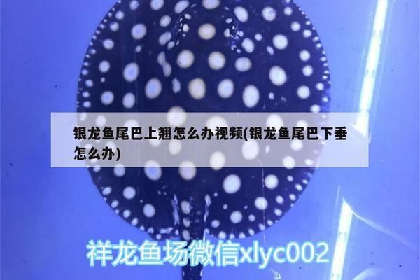 龍魚尾巴上翹怎么辦：龍魚尾巴上翹可能是由多種因素引起的，如何預(yù)防龍魚尾巴上翹 龍魚百科 第4張