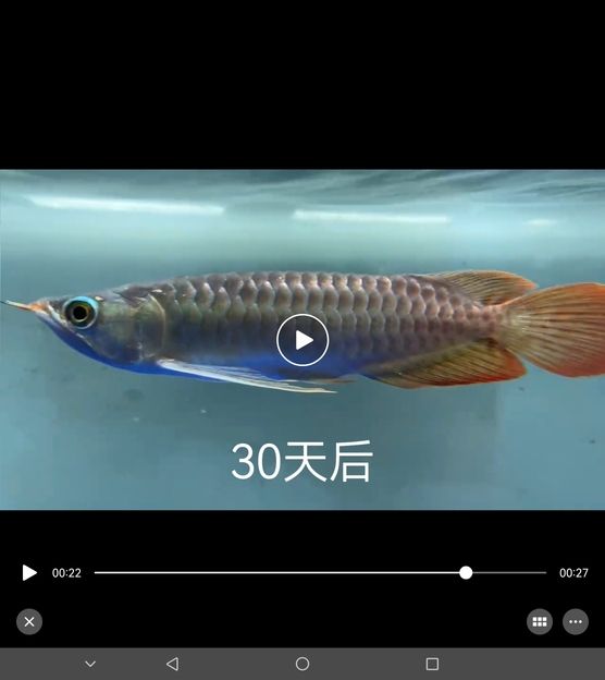 加了點科技大家看一下 有什么差別嗎：一個月的變化 觀賞魚論壇 第2張