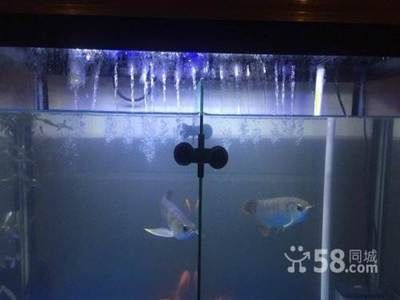 30公分紅龍魚一天喂多少蝦：30公分紅龍魚喂食量需要根據(jù)大小和生長階段來適當(dāng)調(diào)整 龍魚百科 第5張