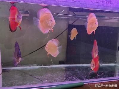 金魚品種及飼養(yǎng)環(huán)境要求：金魚的飼養(yǎng)環(huán)境要求 龍魚百科 第1張