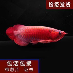 龍魚外傷用什么藥vs祥龍魚場：龍魚受傷后如何處理 vs祥龍魚場 第14張