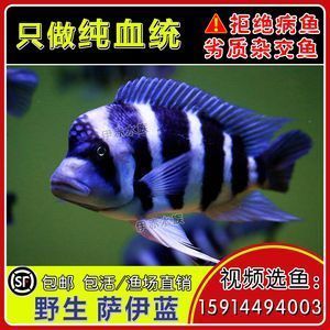 龍魚薩伊藍(lán)混養(yǎng)怎么樣：薩伊藍(lán)和龍魚可以混養(yǎng)嗎 龍魚百科 第2張