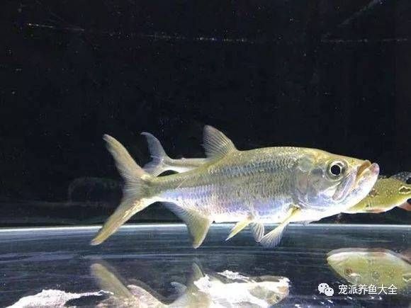 泰龐海鰱觀賞魚(yú)市場(chǎng)價(jià)格：泰龐海鰱觀賞魚(yú)市場(chǎng)價(jià)格波動(dòng)因素泰龐海鰱飼料選擇指南 龍魚(yú)百科 第4張