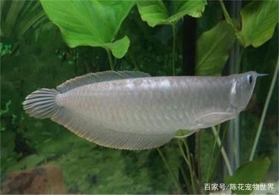 龍魚(yú)怎樣喂養(yǎng)：龍魚(yú)喂養(yǎng)常見(jiàn)誤區(qū)解析龍魚(yú)喂養(yǎng)常見(jiàn)誤區(qū)解析 龍魚(yú)百科 第4張