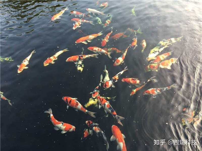 龍魚的飼料魚怎么檢疫：檢疫龍魚飼料魚需要哪些標(biāo)準(zhǔn)，檢疫部門通常會(huì)如何處理 水族問答 第2張