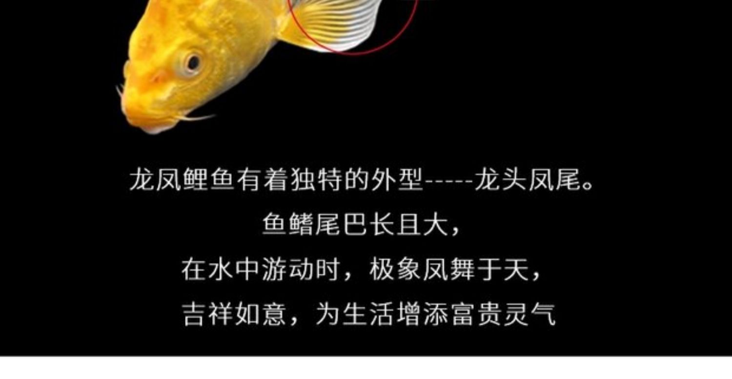 龍鳳鯉魚疾病預(yù)防措施：關(guān)于龍鳳鯉魚疾病的一些預(yù)防措施 龍魚百科 第2張