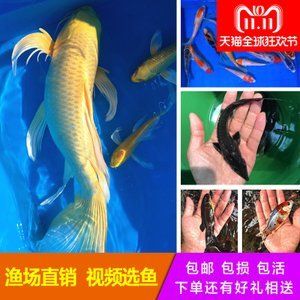 龍鳳鯉魚疾病預(yù)防措施：關(guān)于龍鳳鯉魚疾病的一些預(yù)防措施 龍魚百科 第1張