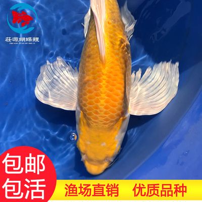 龍鳳鯉魚疾病預(yù)防措施：關(guān)于龍鳳鯉魚疾病的一些預(yù)防措施 龍魚百科 第4張