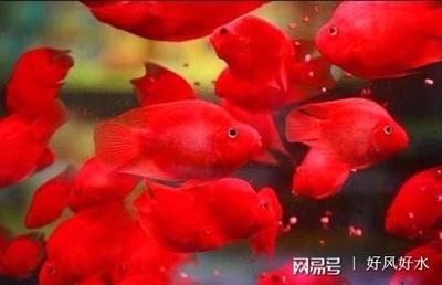 龍魚的飼養(yǎng)環(huán)境要求有哪些：關(guān)于龍魚飼養(yǎng)的問題 水族問答 第2張