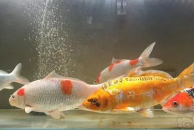 龍魚的飼養(yǎng)條件和要求是什么：飼養(yǎng)龍魚需要什么水質(zhì)條件？ 水族問答 第2張