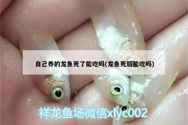 龍魚(yú)病死了能吃嗎圖片：龍魚(yú)死亡后可以吃嗎？ 龍魚(yú)百科 第3張