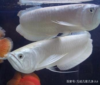 銀龍魚品種間顏色差異對(duì)比：銀龍魚品種價(jià)格對(duì)比分析銀龍魚品種間的顏色差異 龍魚百科 第6張