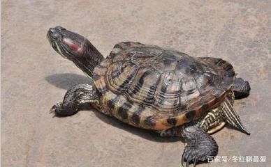 龍魚的飼養(yǎng)與鑒賞：龍魚的飼養(yǎng)與鑒賞技巧 水族問答 第2張