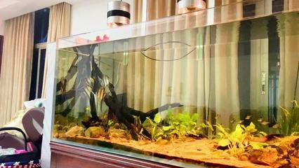 龍魚的飼養(yǎng)與鑒賞：龍魚的飼養(yǎng)與鑒賞技巧 水族問答 第1張