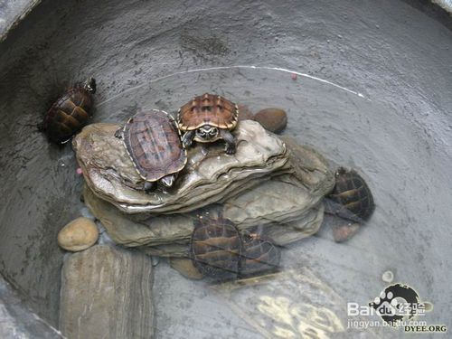 龍魚(yú)食物卡住了怎么辦vs祥龍魚(yú)場(chǎng)：龍魚(yú)食物卡住怎么辦 vs祥龍魚(yú)場(chǎng) 第5張