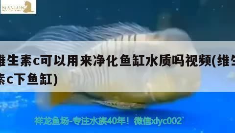 龍魚(yú)可以用維生素c嗎怎么喂vs祥龍魚(yú)場(chǎng)：如何判斷龍魚(yú)是否缺維生素c vs祥龍魚(yú)場(chǎng) 第1張