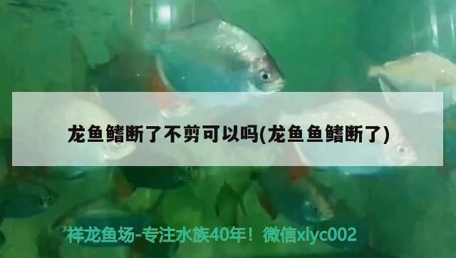 龍魚尾巴折斷要剪掉嗎了vs祥龍魚場：龍魚尾巴折斷后的處理方式 vs祥龍魚場 第2張