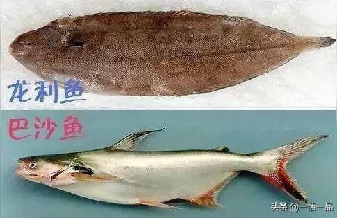 龍魚泡藥vs祥龍魚場(chǎng)：龍魚泡藥與祥龍魚場(chǎng)的爭(zhēng)議 vs祥龍魚場(chǎng) 第4張