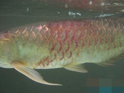 杰西卡恐龍魚常見疾病預防：龍魚養(yǎng)殖密度控制技巧，夏季龍魚水質(zhì)管理方法 龍魚百科 第4張