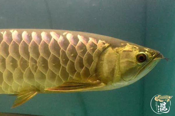 龍魚(yú)立鱗恢復(fù)后鱗片邊緣發(fā)黑怎么回事vs祥龍魚(yú)場(chǎng)：祥龍魚(yú)立鱗恢復(fù)后鱗片邊緣發(fā)黑可能由多種因素引起 vs祥龍魚(yú)場(chǎng) 第3張