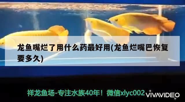 龍魚嘴爛怎么回事啊：龍魚嘴爛怎么辦 龍魚百科 第3張