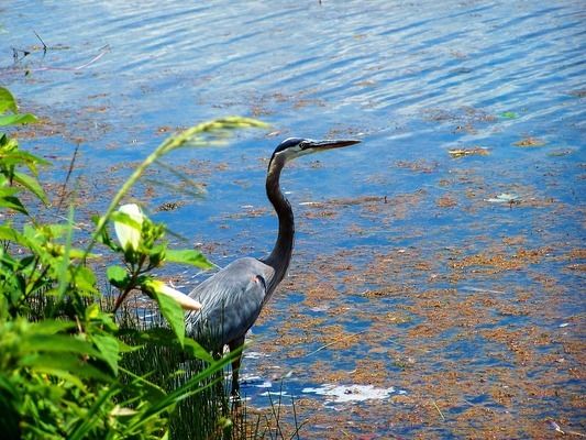 六角恐龍魚適合的水溫：六角恐龍魚最佳生長(zhǎng)水溫