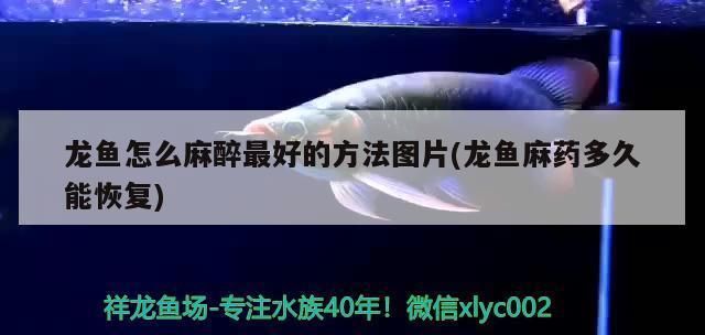 龍魚麻醉多久可以吃東西了vs祥龍魚場：祥龍魚場龍魚麻醉后多久喂食 vs祥龍魚場 第16張