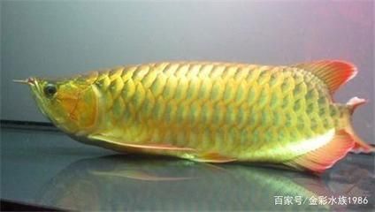 龍魚能不能用青霉素治療腸炎vs祥龍魚場(chǎng)：如何預(yù)防龍魚腸炎 vs祥龍魚場(chǎng) 第1張