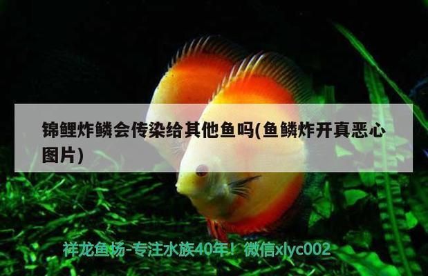 龍魚寄生蟲劍蟲怎么消滅的vs祥龍魚場：祥龍魚場防治劍蟲方法 vs祥龍魚場 第4張