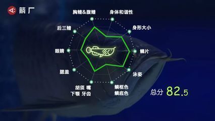 龍魚評判標準vs祥龍魚場：——傳統(tǒng)評判標準與祥龍魚場的關系 vs祥龍魚場 第2張