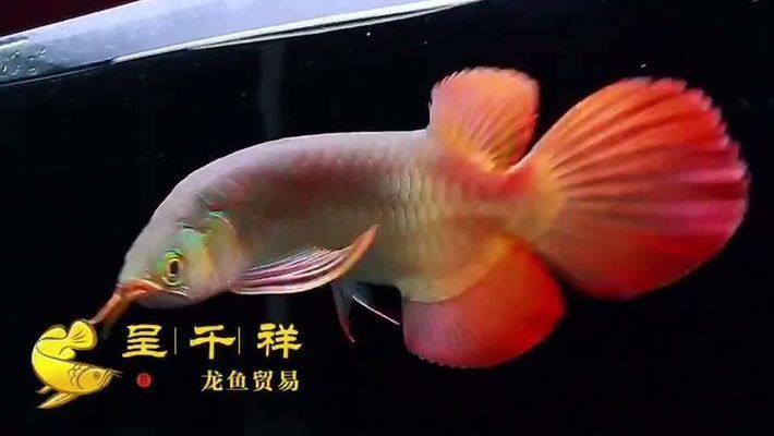 龍魚水位多高vs祥龍魚場：龍魚養(yǎng)殖水位標(biāo)準(zhǔn) vs祥龍魚場 第3張