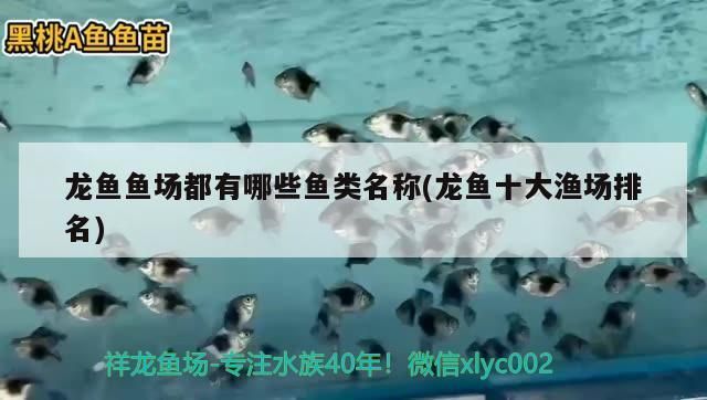 龍魚魚場都有哪些品種魚：龍魚魚場中的幾種主要品種，包括金龍、銀龍、紅龍等 龍魚百科 第3張