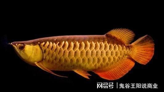 龍魚美容手術怎么樣做：龍魚美容手術怎么做詳情 龍魚百科 第3張