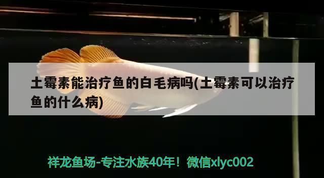 龍魚水霉病最好的治療方法土霉素vs祥龍魚場：祥龍魚場專用藥劑介紹 vs祥龍魚場 第4張