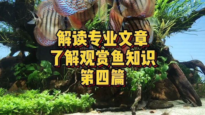 龍魚食量減少vs祥龍魚場：如何判斷龍魚是否生病