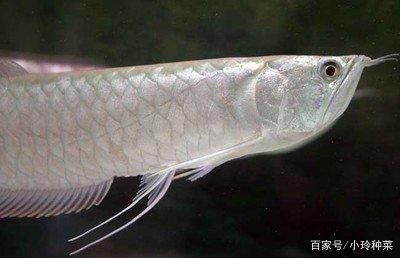 銀龍魚光照周期對生長影響：如何模擬銀龍魚自然光照，銀龍魚光照周期對繁殖影響 龍魚百科 第3張