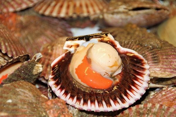 龍魚飼料可以喂錦鯉嗎視頻：使用龍魚飼料喂養(yǎng)錦鯉會影響錦鯉營養(yǎng)不均衡，龍魚與錦鯉共養(yǎng)注意事項 龍魚百科 第1張