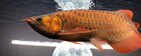 龍魚狀態(tài)不好：如何判斷龍魚水質(zhì)好壞，龍魚換水的最佳時機