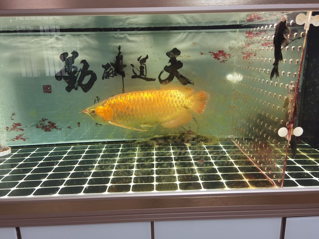  觀賞魚論壇