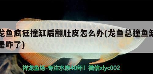 龍魚為什么撞魚缸vs祥龍魚場(chǎng)：如何防止龍魚撞缸 vs祥龍魚場(chǎng) 第5張