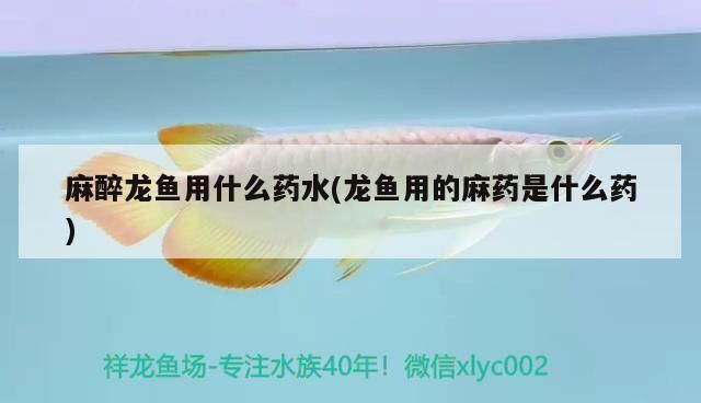 龍魚(yú)麻藥用量多少毫升vs祥龍魚(yú)場(chǎng)：祥龍魚(yú)場(chǎng)龍魚(yú)麻藥用量 vs祥龍魚(yú)場(chǎng) 第14張