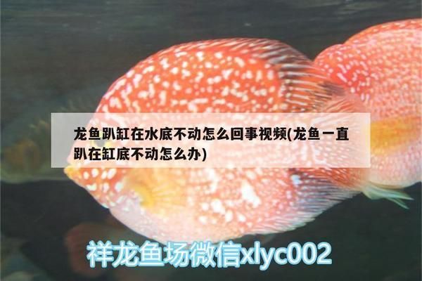 龍魚趴缸是什么原因吃東西的動作vs祥龍魚場：龍魚趴缸原因及其吃食動作