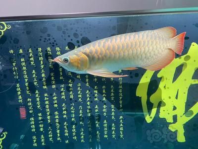 龍魚如何養(yǎng)成寬體 龍魚百科 第4張